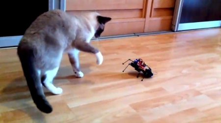 ArduSpider – робот своими руками (видео)